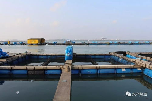 水产地理 走进雷州东里,3万吨饲料的市场容量,多名上千吨大经销商,饲料厂家在这里生死相搏